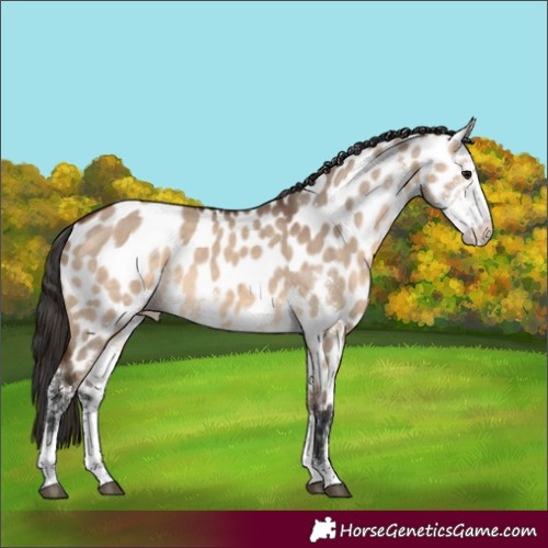 Horse Color:Brown Dun Sabino Leopard