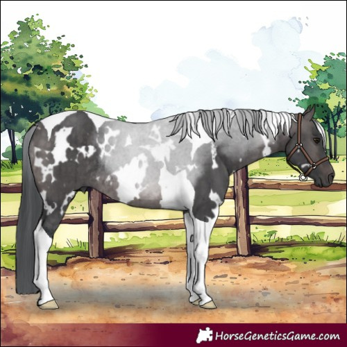 Horse Color:Platinum White Spotted Brown Dun Tobiano Rabicano Brindle 