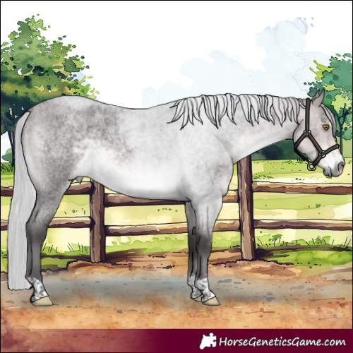 Horse Color:Platinum Silver Buckskin Roan Rabicano 