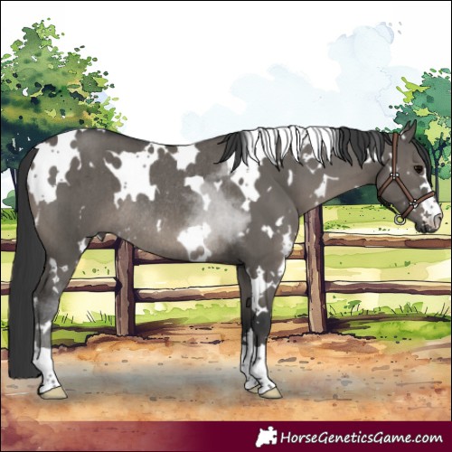 Horse Color:White Spotted Grullo Rabicano Brindle 
