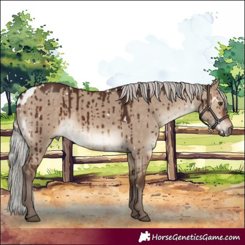 Horse Color:White Spotted Silver Brown Dun Brindle 