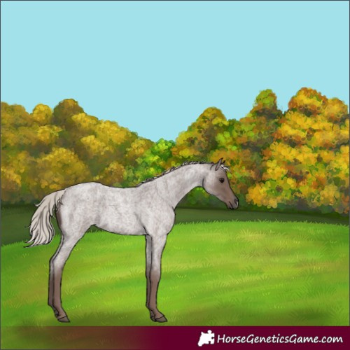 Horse Color:Silver Blue Roan Frame 