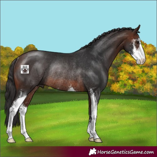 Horse Color:Brown Sabino Rabicano 