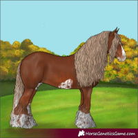 Horse Color:Chestnut Splash Frame  and Chestnut Splash Frame 