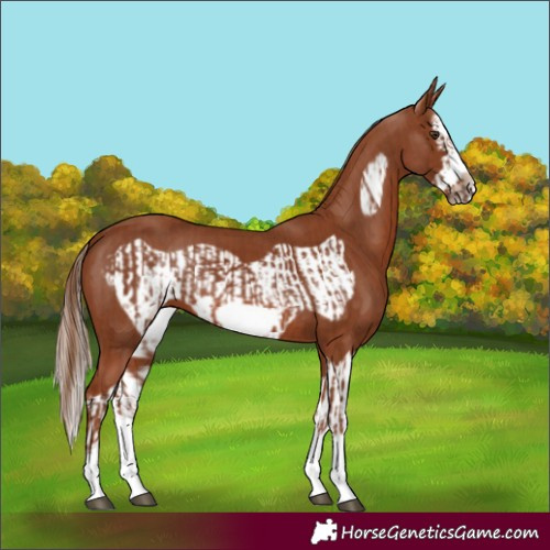 Horse Color:Chestnut Splash Frame and Chestnut Splash Frame