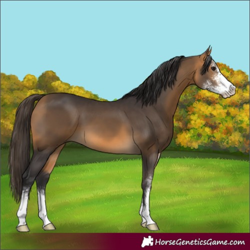 Horse Color:Buckskin Sabino 
