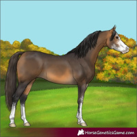 Horse Color:Buckskin Sabino 