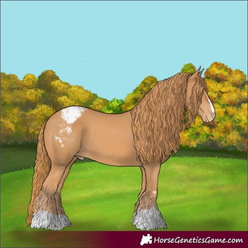 Horse Color:Chestnut Appaloosa 