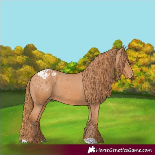 Horse Color:Chestnut Appaloosa 