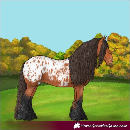 Horse Color:Bay Blanket 