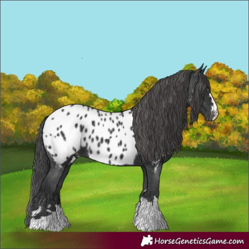 Horse Color:Black Near Leopard