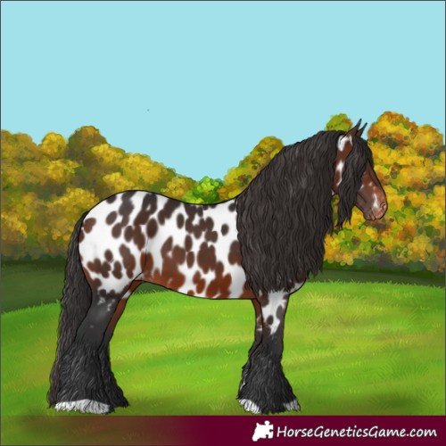 Horse Color:Brown Near Leopard
