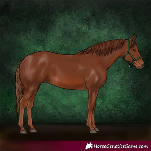 Horse Color:Chestnut 