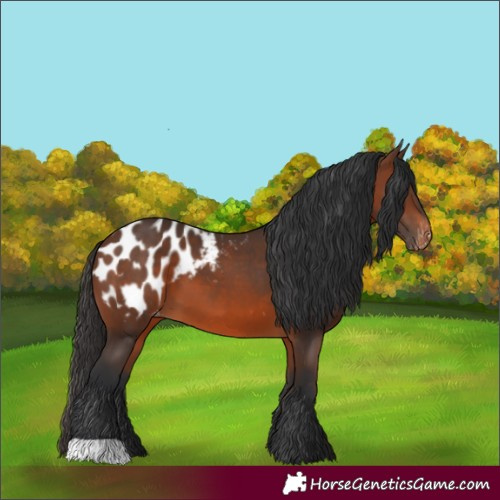 Horse Color:Brown Appaloosa
