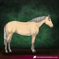 Horse Color:Silver Buckskin 