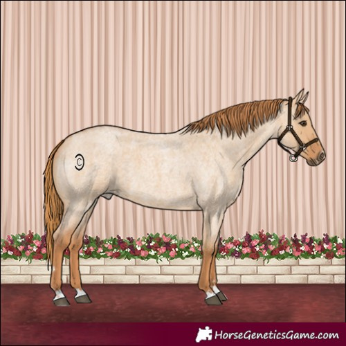 Horse Color:Red Dun Roan 