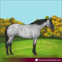 Horse Color:Blue Roan Appaloosa