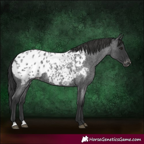 Horse Color:Blue Roan Appaloosa 