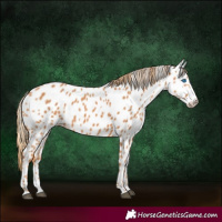 Horse Color:Chestnut Splash Near Leopard 