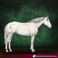 Horse Color:Cremello Splash Appaloosa 