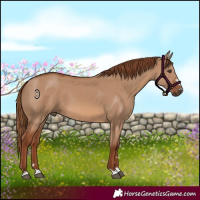 Horse Color:Red Dun 