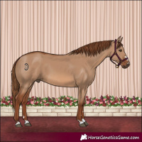 Horse Color:Red Dun 