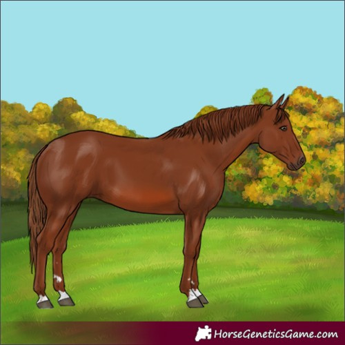 Horse Color:Chestnut 