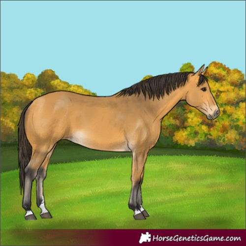 Horse Color:Buckskin 