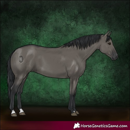 Horse Color:Grullo 