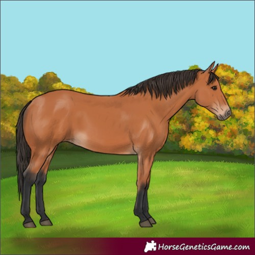 Horse Color:Bay 