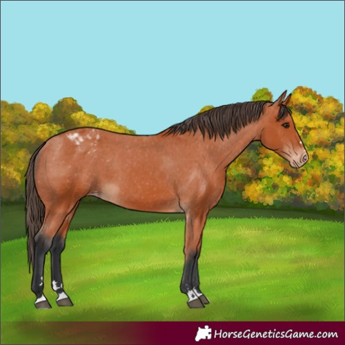 Horse Color:Bay Appaloosa 