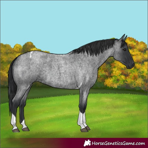 Horse Color:Blue Roan Tobiano 