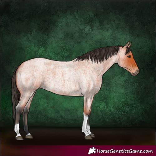 Horse Color:Bay Roan Tobiano