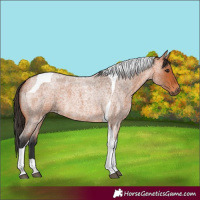 Horse Color:Bay Roan Tobiano