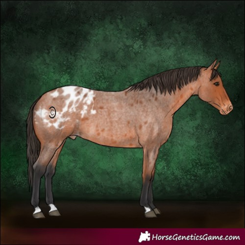 Horse Color:Bay Roan Appaloosa