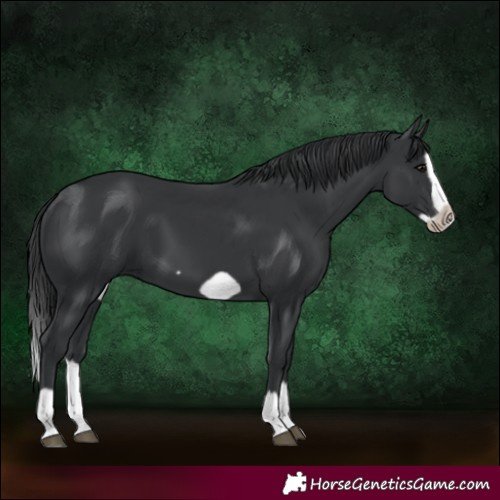 Horse Color:Black Splash Frame