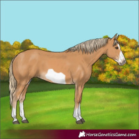 Horse Color:Chestnut Splash Frame 