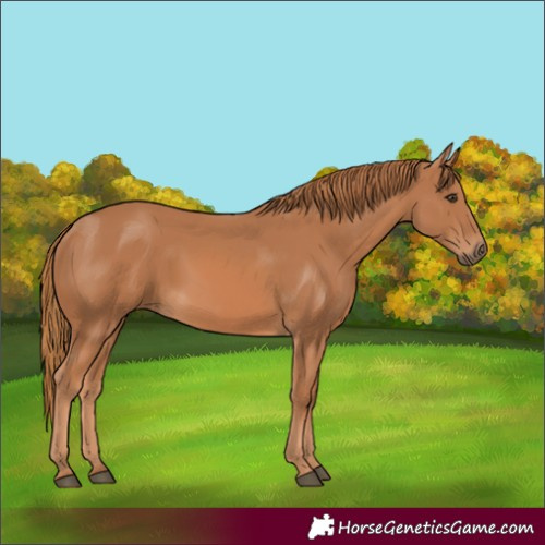 Horse Color:Chestnut 