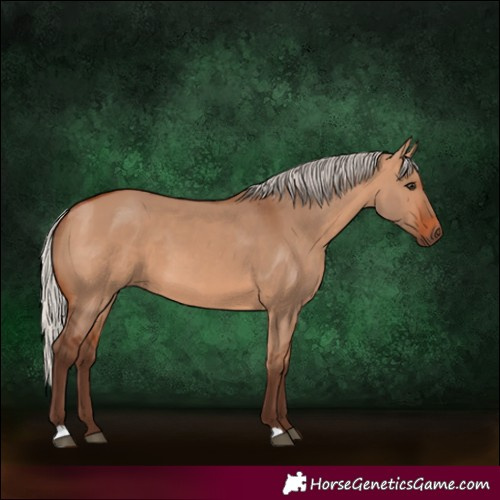 Horse Color:Silver Bay Dun 