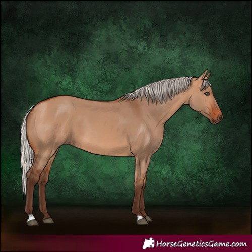 Horse Color:Silver Bay Dun