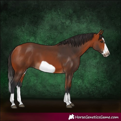 Horse Color:Bay Splash Frame 