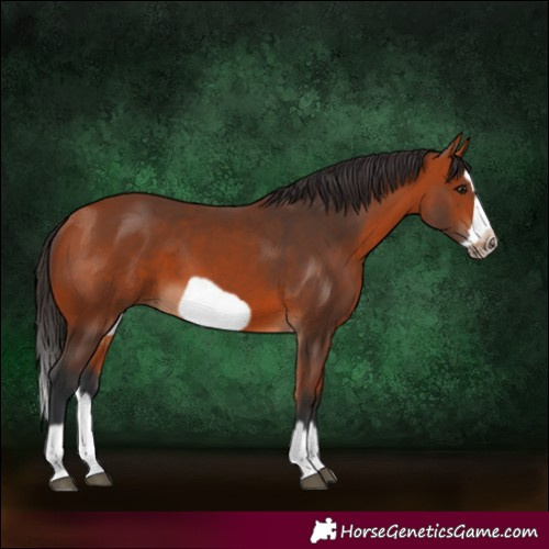 Horse Color:Bay Splash Frame 