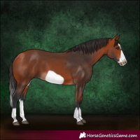 Horse Color:Bay Splash Frame 