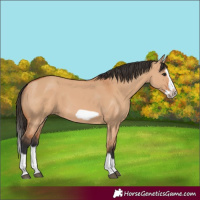 Horse Color:Bay Dun Splash Frame