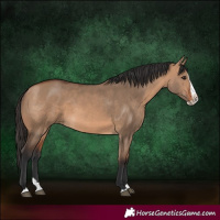Horse Color:Bay Dun Splash
