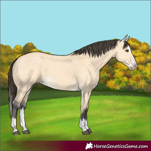 Horse Color:Buckskin Dun Splash 
