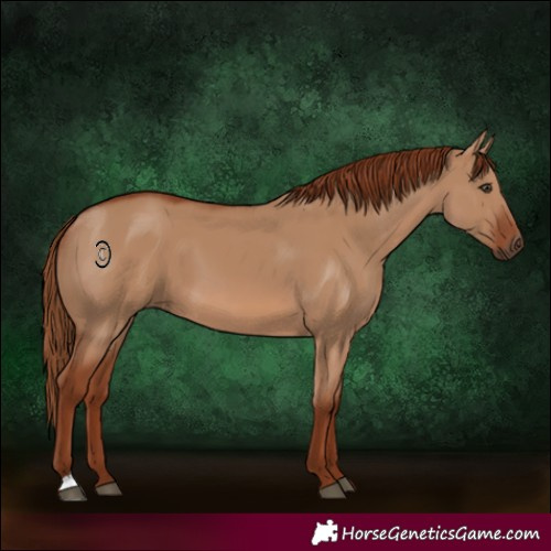 Horse Color:Red Dun 