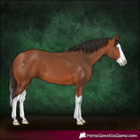 Horse Color:Bay Splash 