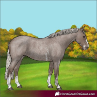 Horse Color:Silver Blue Roan Sabino 