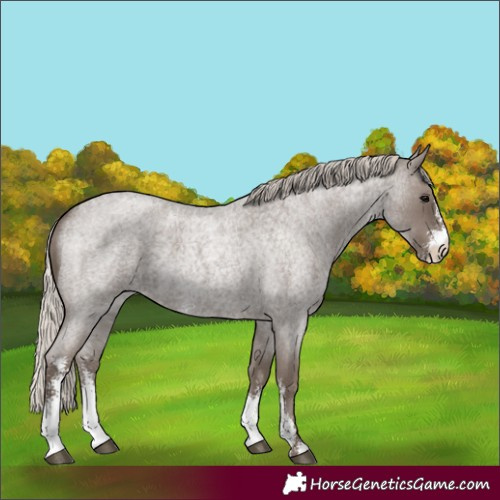 Horse Color:Silver Blue Roan Sabino